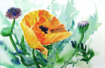 bursting poppy.jpg